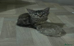 Mixed Breed cats for sale: Two sisters  - Image 6