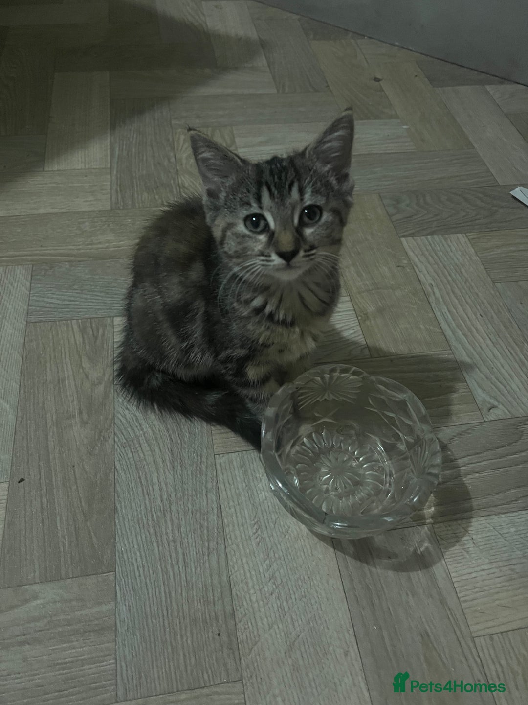 Mixed Breed cats for sale: Two sisters  - Image 6