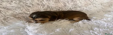 Cocker Spaniel 3