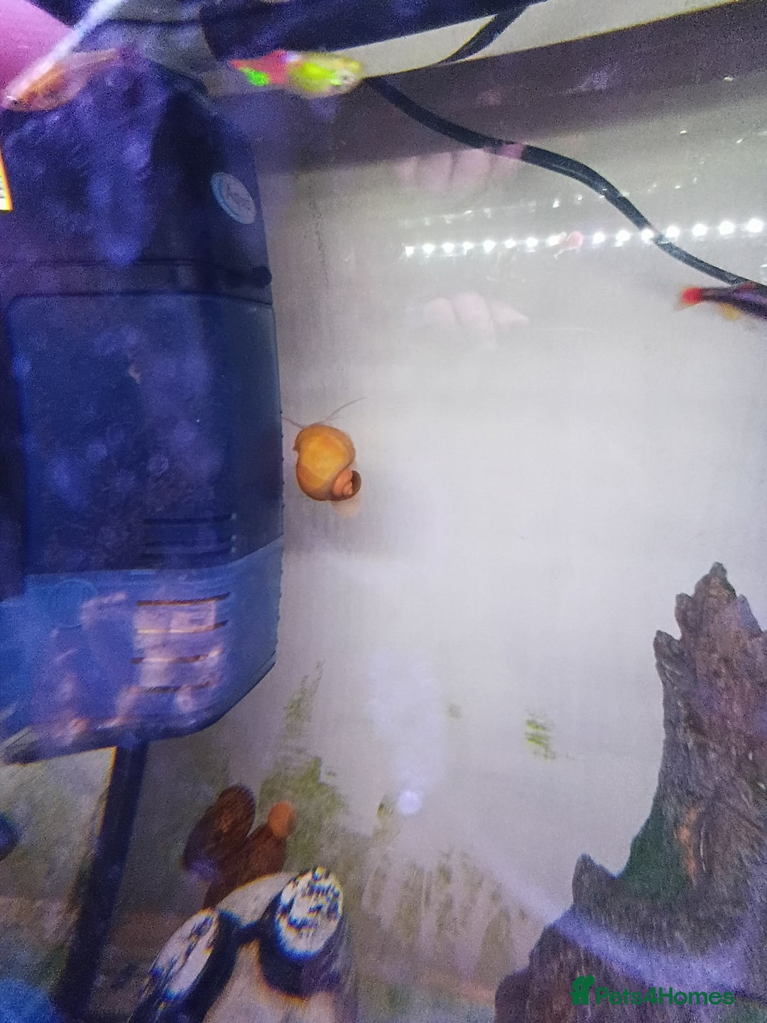 Snails fish for sale: Mixture of Snails for Sale - Advert 6