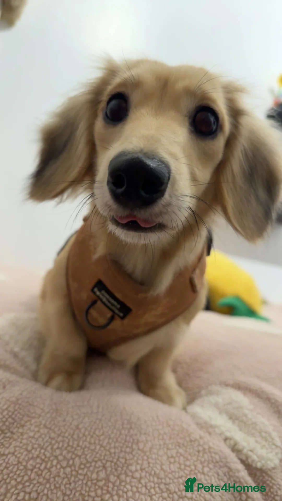 Dachshund dogs for sale: Long haired miniature  - Advert 7