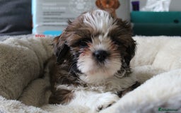 Shih Tzu dogs for sale: SHIH TZU PUPPY BOY LIVER GENE KC REG  - Image 3