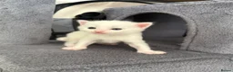 Turkish Angora cats for sale: 3 Adorable Kittens - Advert 13