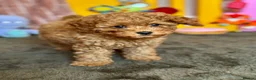 Cavapoo dogs for sale: Adorable teddy bear toy cavapoo health checked - Advert 23