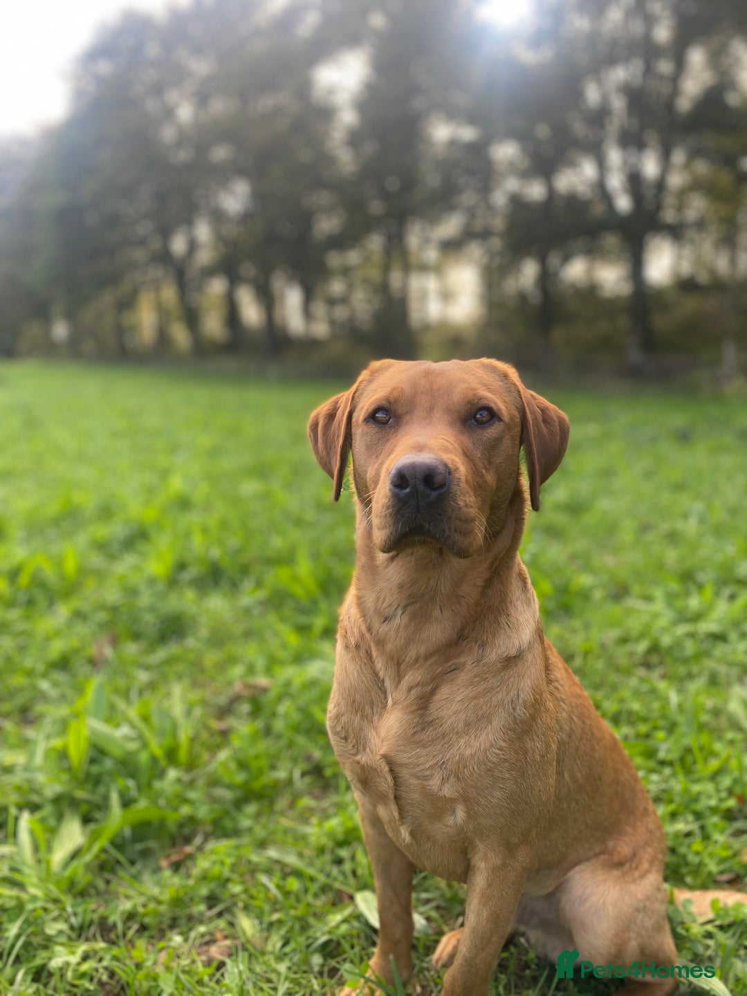Labrador Retriever dogs for stud: Fox Red Labrador available at stud  - Advert 5