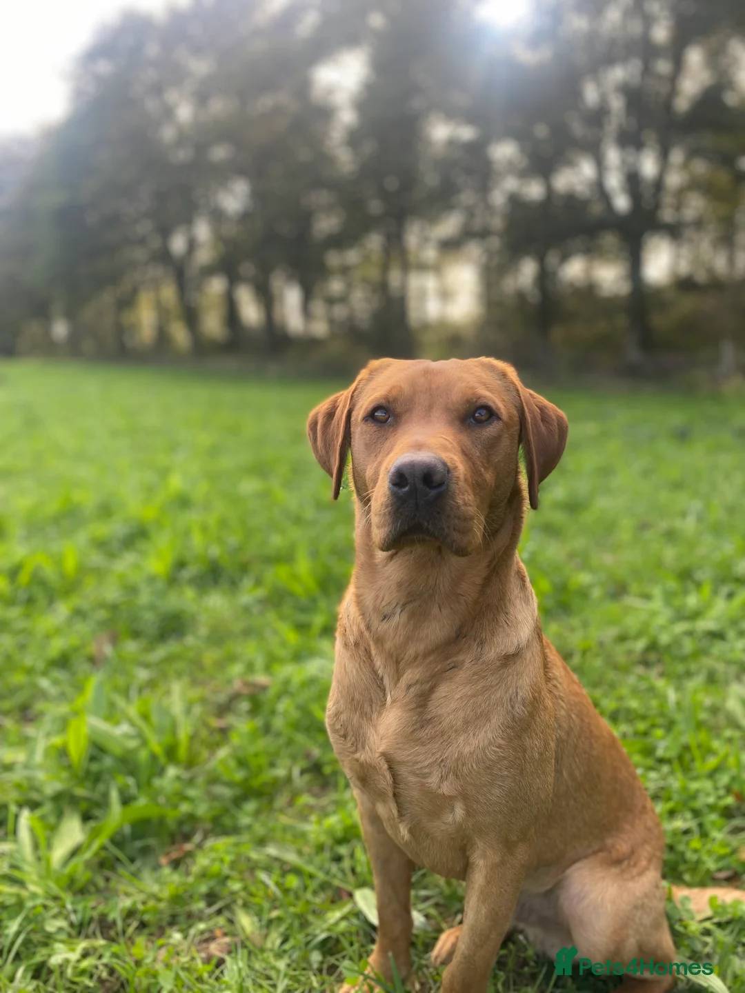 Labrador Retriever dogs for stud: Fox Red Labrador available at stud  - Advert 5