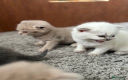 British Shorthair cats for sale: Beautiful British short hairs  - Image 11