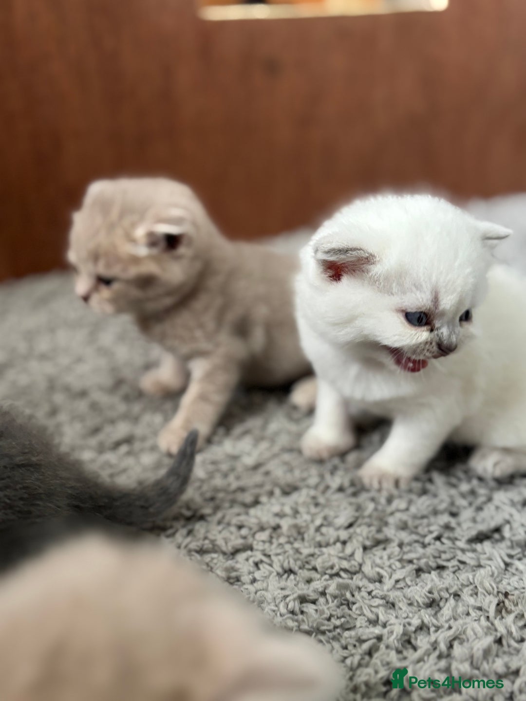 British Shorthair cats for sale: Beautiful British short hairs  - Image 11