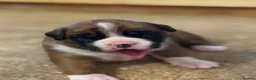 Boxer dogs for sale: Gorgeous Boxer Babies  - Advert 26