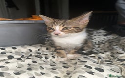 Bengal cats for sale: 5 females bengal cats  - Image 4