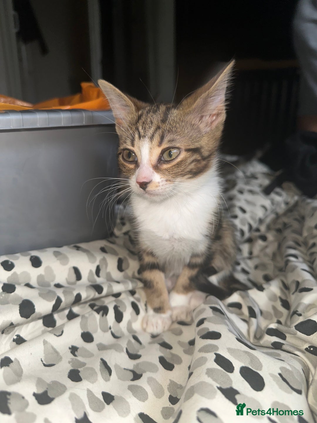 Bengal cats for sale: 5 females bengal cats  - Image 4