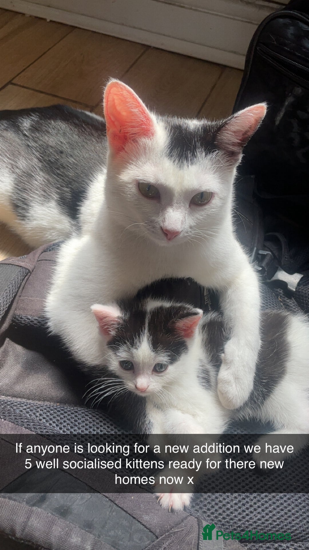 Domestic Shorthair cats for sale: 5 kittens available now  - Image 1