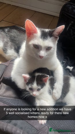 Domestic Shorthair cats - Advert 15