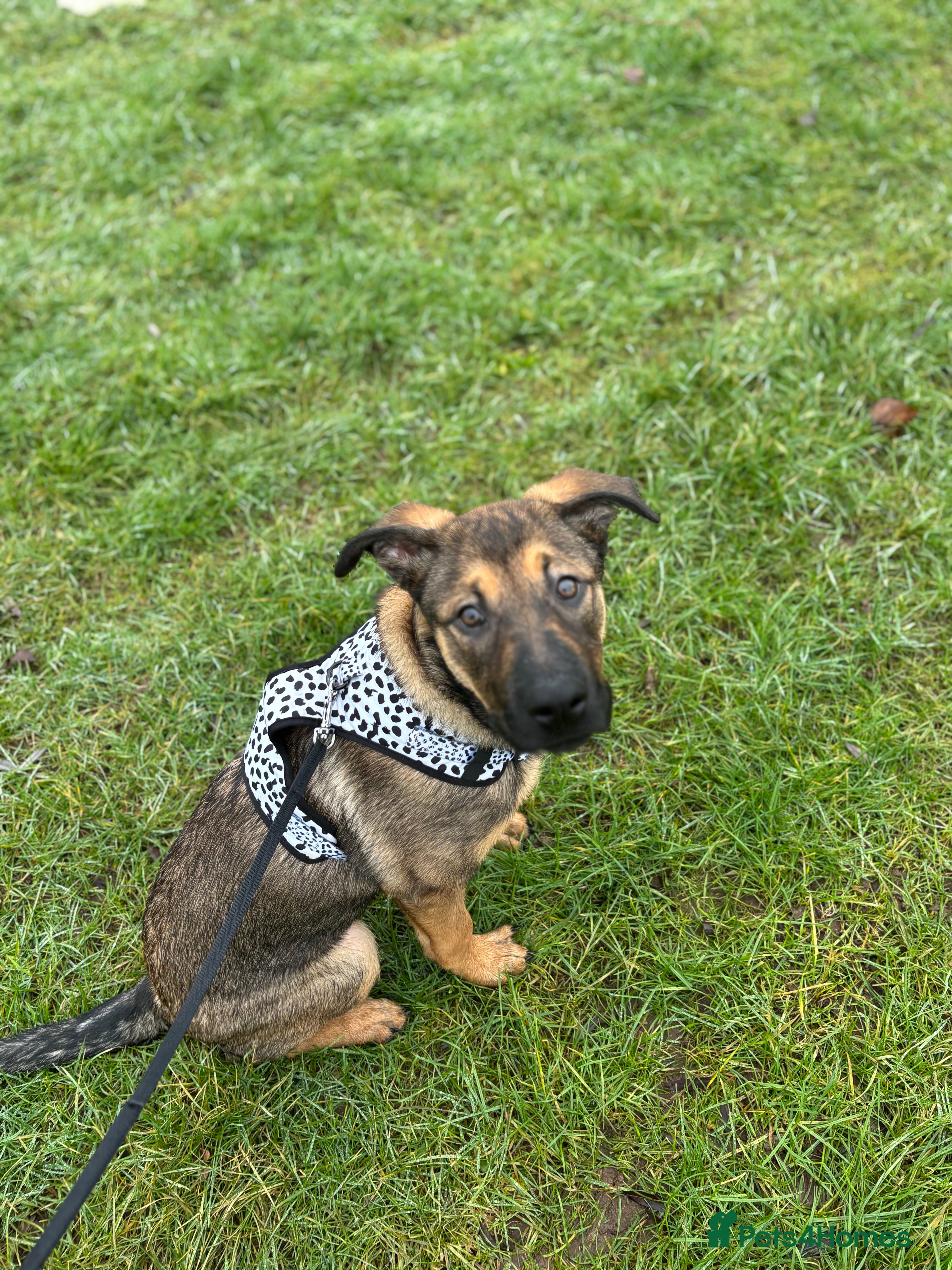 Mixed Breed dogs Belgian malinois x Rottweiler in Birmingham - Advert 1