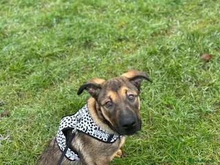 Mixed Breed dogs Belgian malinois x Rottweiler in Birmingham - Advert 1