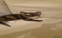Mixed Breed cats for sale: 4 little kittens ( 3 ginger males+1 calico girl) - Image 10
