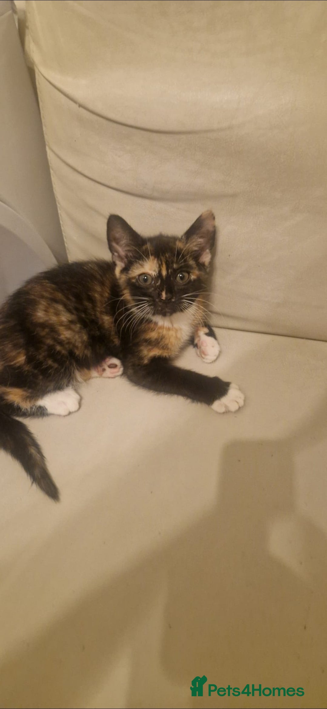 Mixed Breed cats for sale: 4 little kittens ( 3 ginger males+1 calico girl) - Image 10