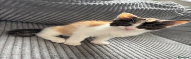 Mixed Breed Kitten 3