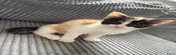 Mixed Breed cats for sale: 2 BLACK AND WHITE MALE DLH READY NOW - Advert 3