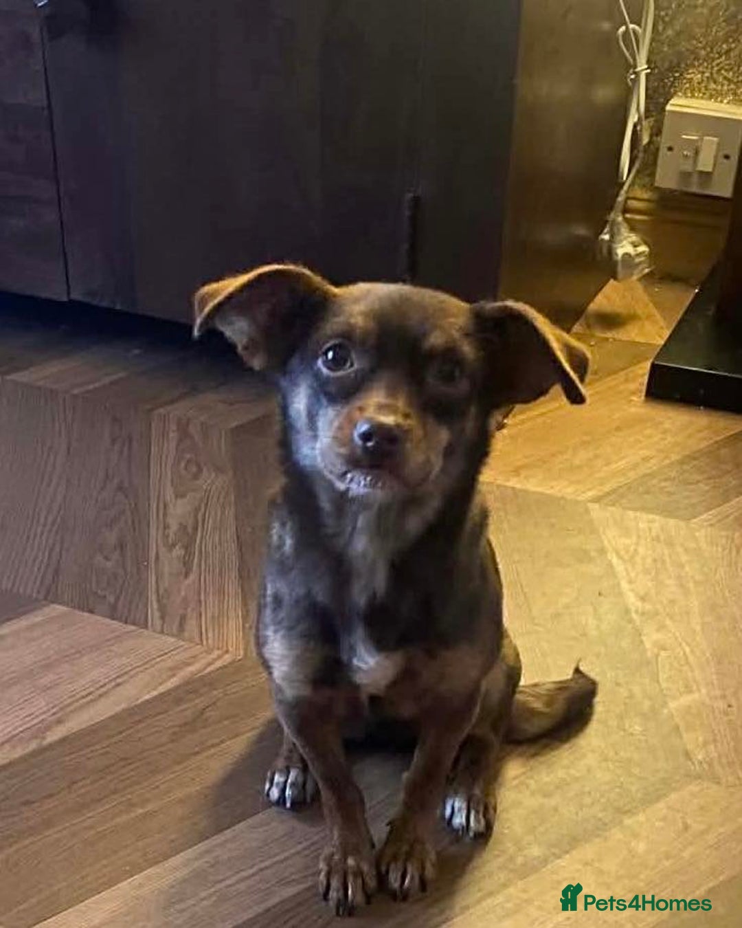 Mixed Breed dogs for adoption: Cuddly Clemmy - Advert 3