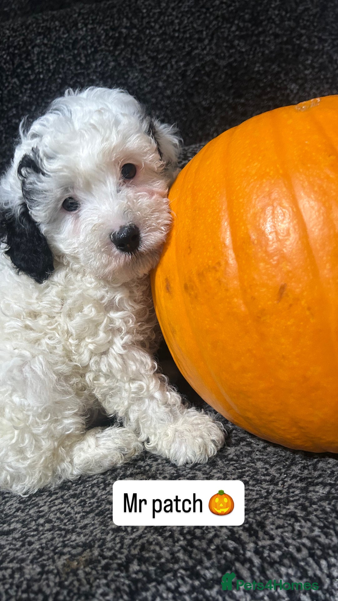 Cockapoo dogs for sale: Stunning toy cockapoo puppies  - Image 16