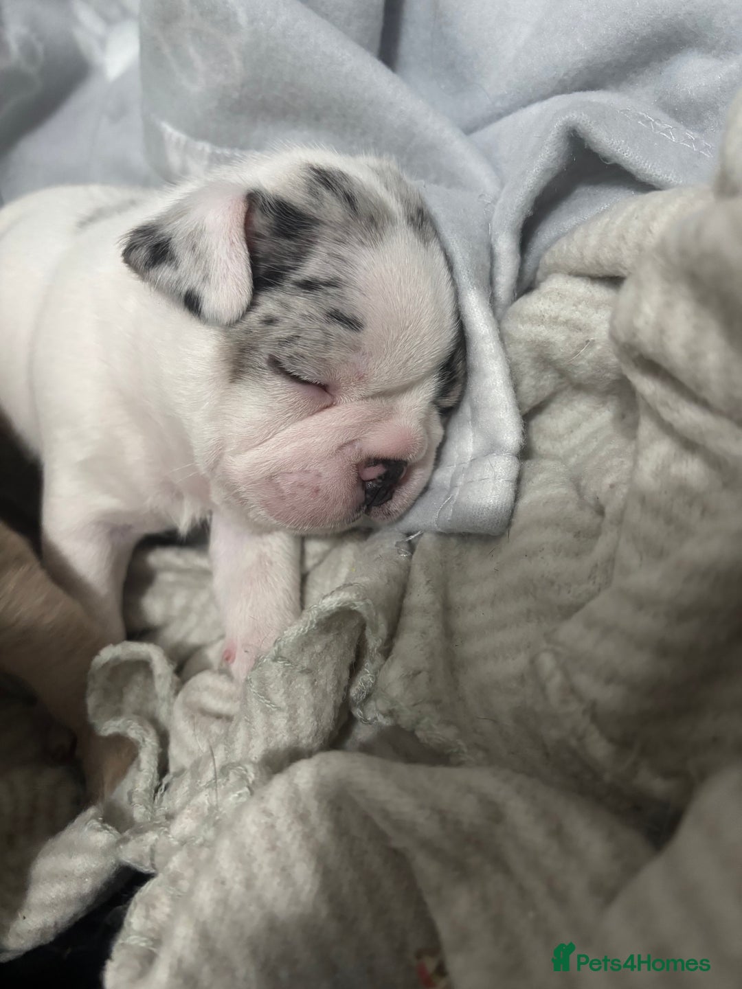 French Bulldog dogs for sale: Last in the litter looking for his new home  - Advert 7