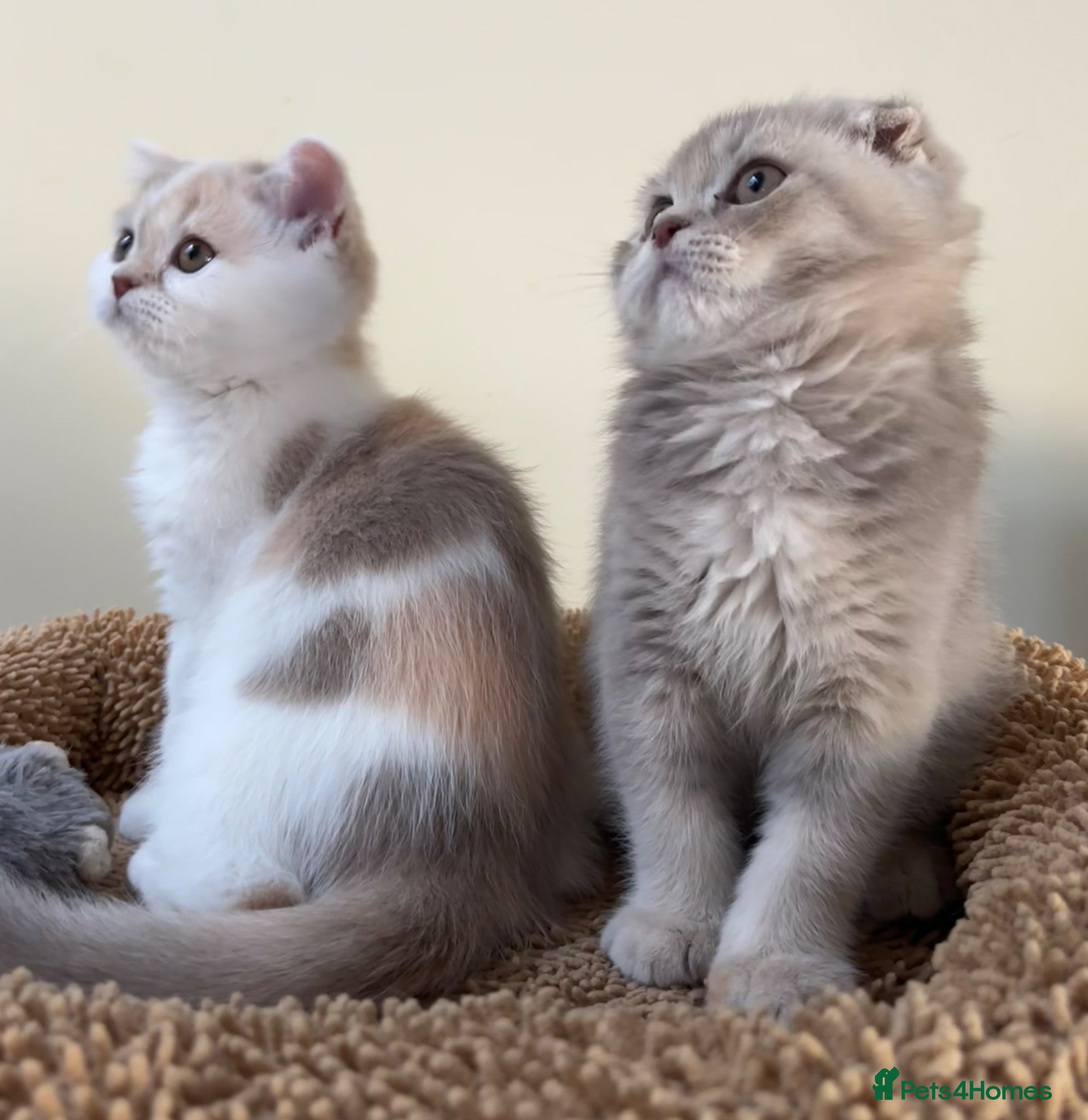 Scottish Fold cats Pedigree Adorable Scottish Fold Kittens  - Advert 9