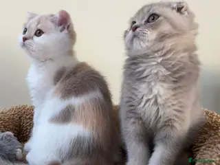 Scottish Fold cats Pedigree Adorable Scottish Fold Kittens - Advert 9