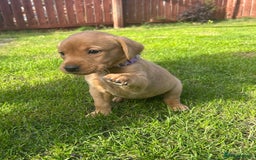 Labrador Retriever dogs for sale: Beautiful litter of KC labrador puppies  - Image 6