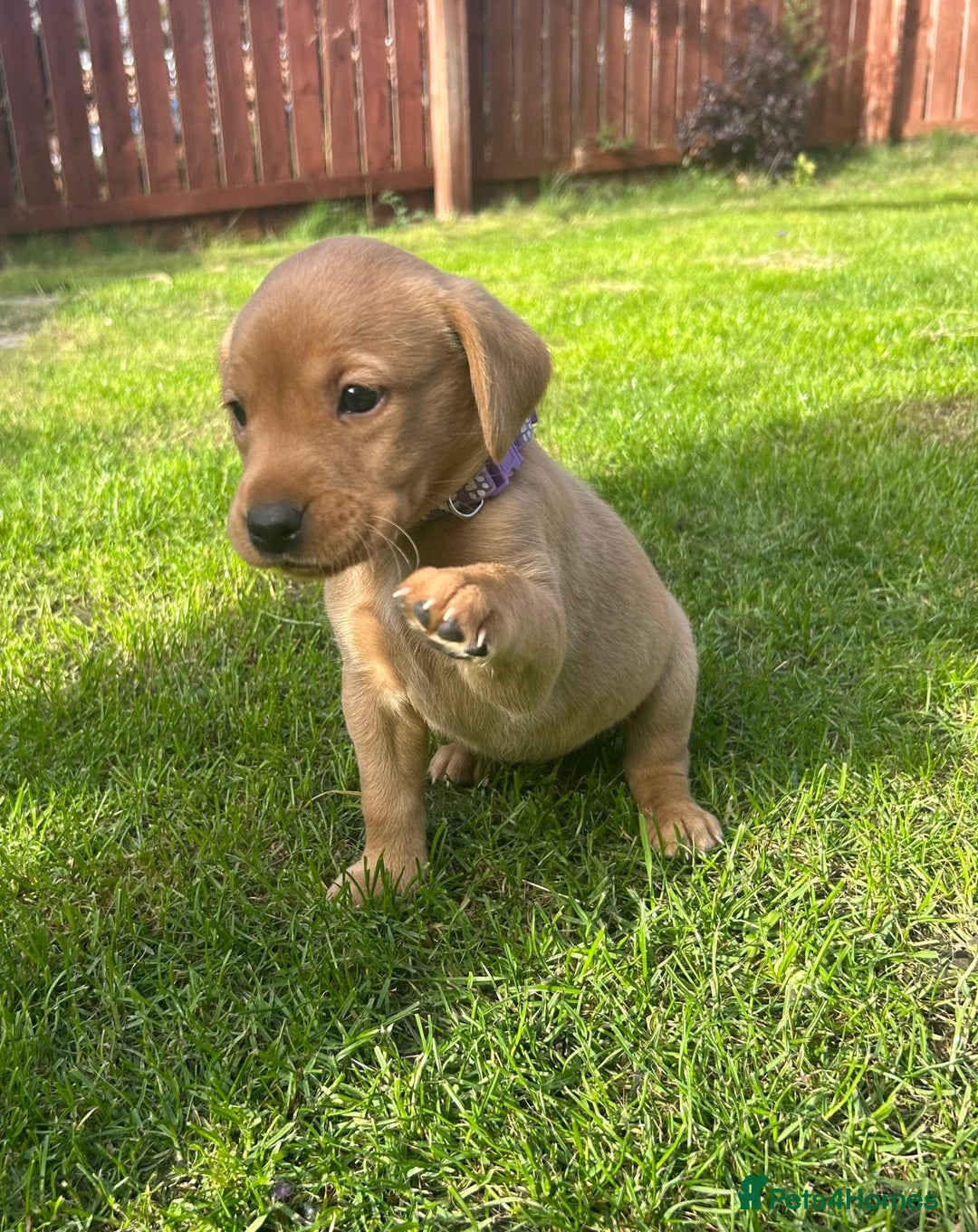 Labrador Retriever dogs for sale: Beautiful litter of KC labrador puppies  - Image 6