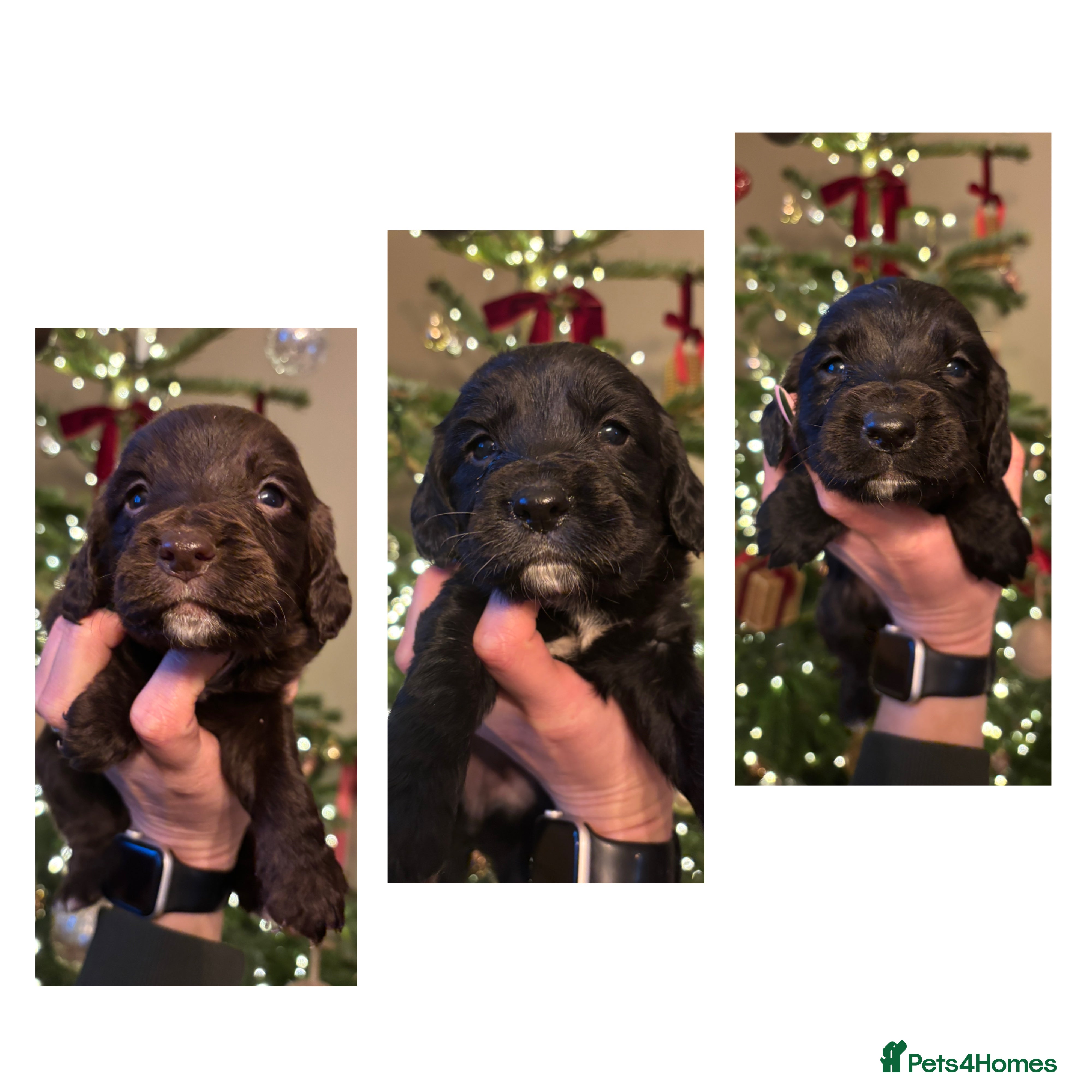 Sprocker dogs 6 Beautiful Sprocker Spaniels with KC reg parents  - Advert 14