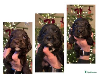 Sprocker dogs 6 Beautiful Sprocker Spaniels with KC reg parents - Advert 14
