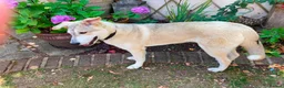 Mixed Breed dogs for adoption: Kira 🩷 in Welwyn - Advert 5