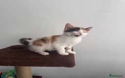 Mixed Breed cats for sale: Beautiful kittens - Ready for their new homes  - Image 5