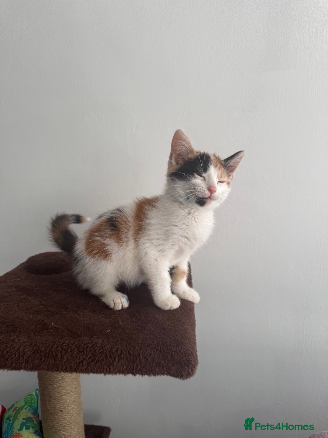 Mixed Breed cats for sale: Beautiful kittens - Ready for their new homes  - Image 5