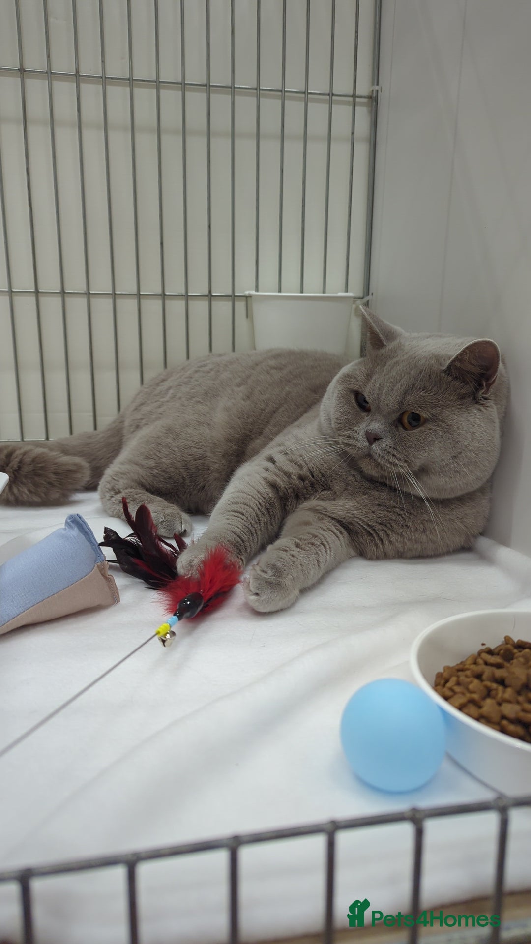 British Shorthair cats for stud: Champion GCCF British shorthair stud in Derby - Advert 2