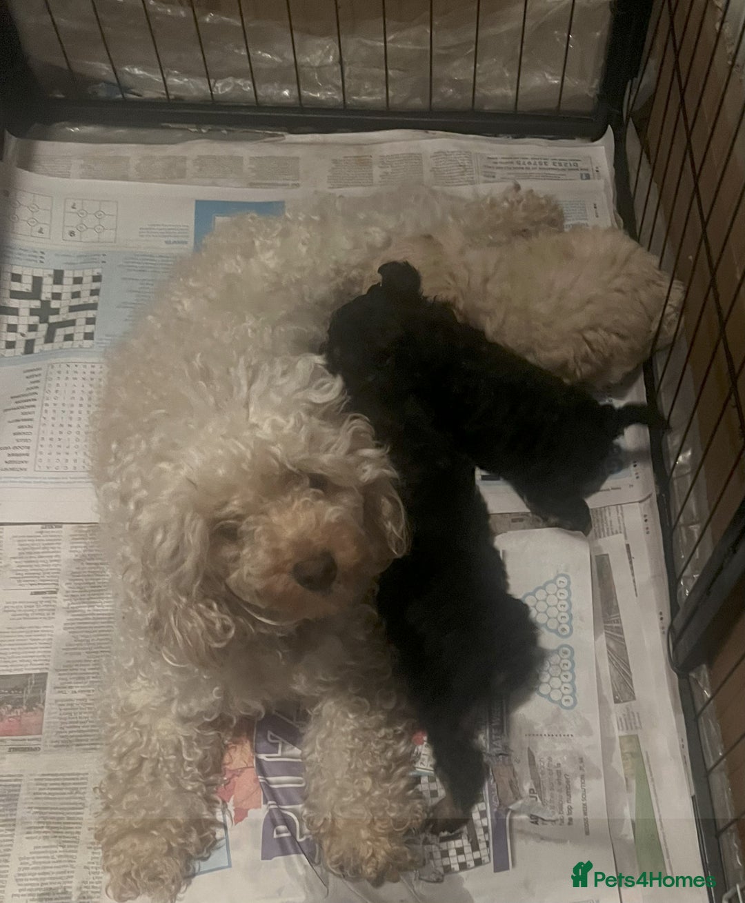 Toy Poodle dogs for sale: Gorgeous Toy Poodle Puppies - Advert 18