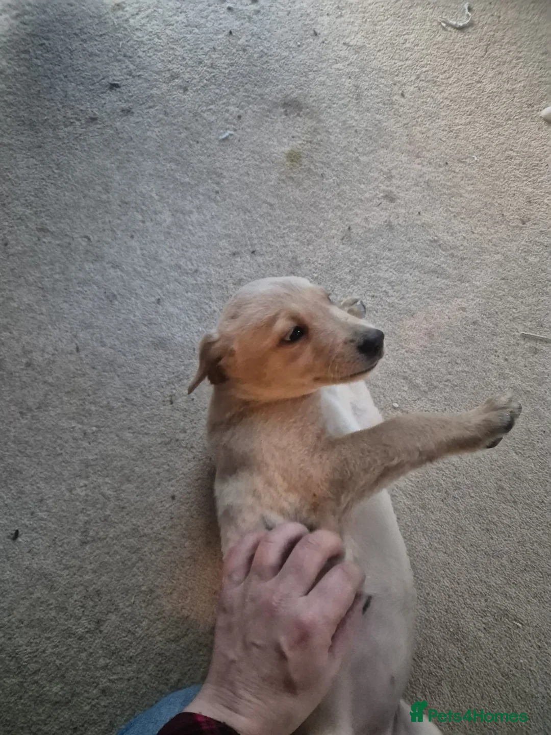 Borador dogs for sale: 2 female borador puppies - Advert 2