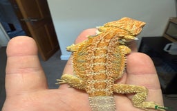Bearded Dragon reptiles for sale: 🔥🔥🔥 BABY BEARDED DRAGONS 🔥🔥🔥 4 LEFT 🔥🔥 - Image 20