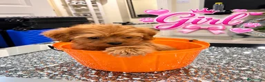 Maltipoo 5