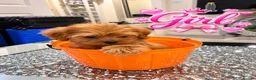 Maltipoo dogs for sale: 🐾🎃 5 GORGEOUS ASIAN  **  MALTIPOO PUPPIES! 🎃 - Advert 6