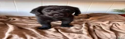 Labradoodle dogs for sale: 🐾 Beautiful Labradoodle Puppies 🐾 - Advert 4