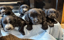 Cocker Spaniel dogs for sale: Gorgeous KC Cockers with blue roan features - Image 1