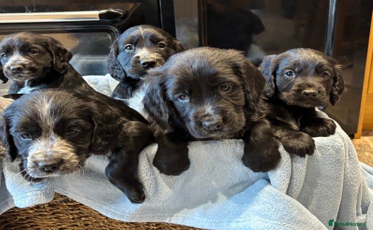Cocker Spaniel dogs - Advert 3