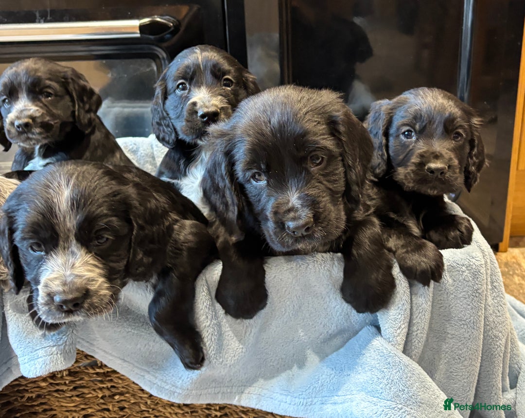 Cocker Spaniel dogs for sale: Gorgeous KC Cockers with blue roan features - Image 1