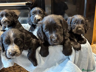 Cocker Spaniel dogs - Advert 4