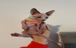 Sphynx cats for sale: Sphynx kitten  - Image 1
