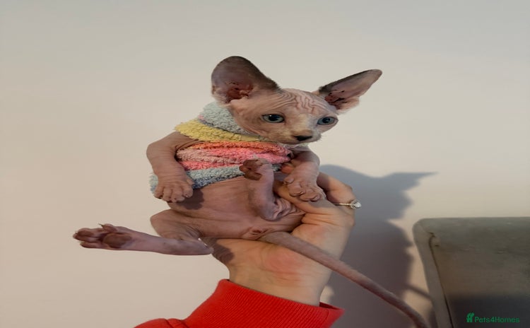 Sphynx cats - Advert 1