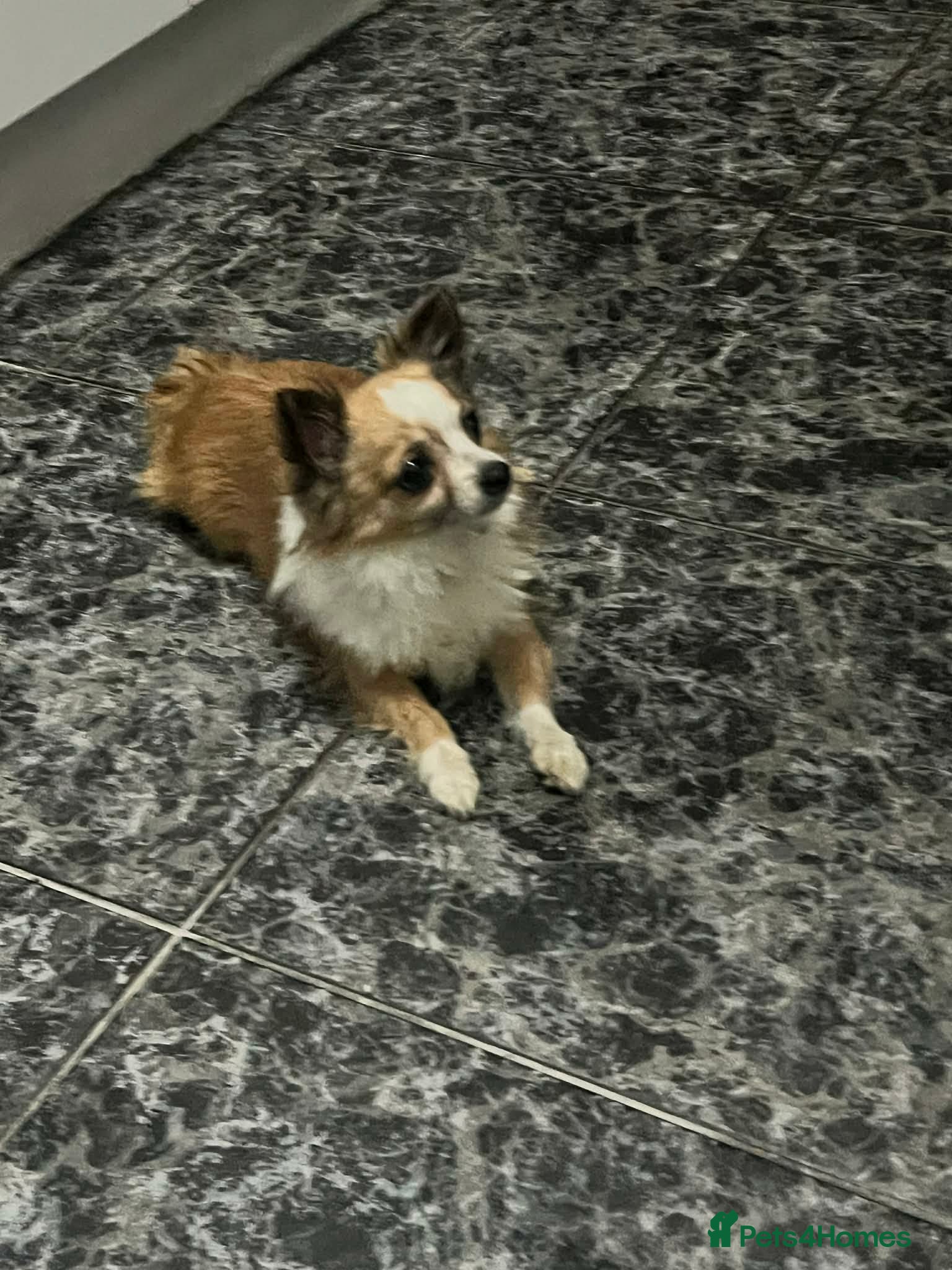 Pomchi dogs for sale: Oreo  in Enfield - Advert 2