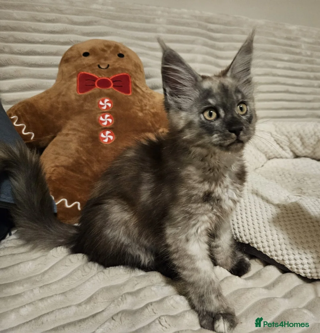 Maine Coon cats for sale: Maine coon kittens  - Advert 19